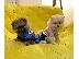 PoulaTo: Όμορφα Pomeranian Puppies